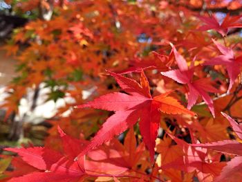 Close-up of maple leaves