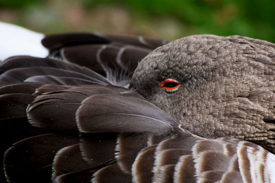 Close-up portrait of a bird