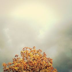 Low angle view of flowers against sky
