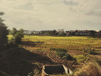 Scenic view of agricultural field against sky