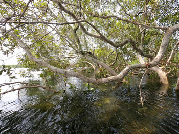 Low angle view of trees by river in forest