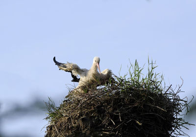 Low angle view of bird on nest against clear sky