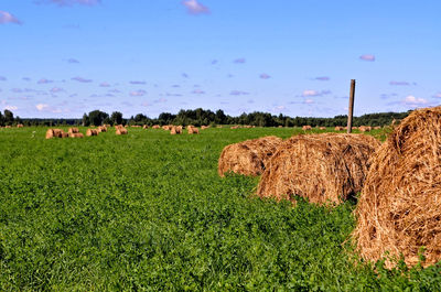 Hay bales in a field