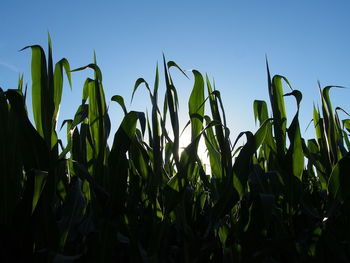 Close-up of fresh green plants against clear sky