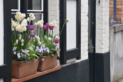 Close-up of potted plant on window