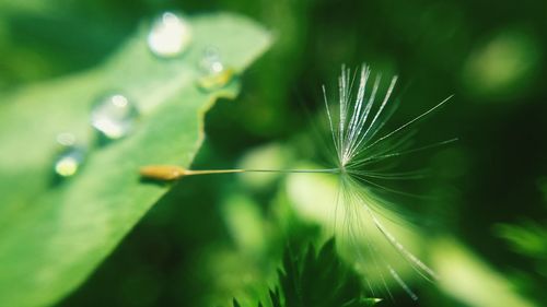 Close-up of water drops on plant