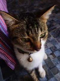 High angle portrait of cat relaxing on floor