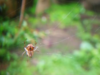 Close-up of spider on web