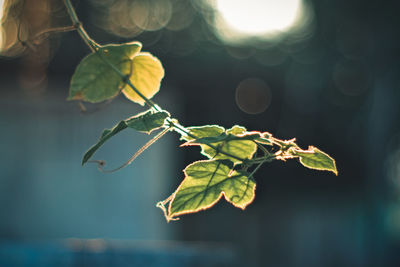 Close-up of green leaves