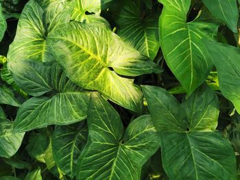 Full frame shot of green leaves