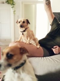 Low section of man with dog sitting at home