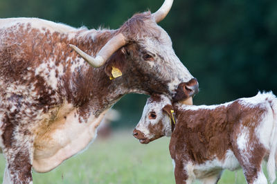 Cow in a field