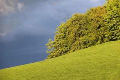 Tree on field against sky