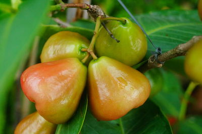 Close-up of oranges growing on plant