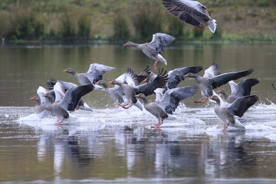 Seagulls flying over lake