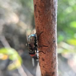 Close-up of insect