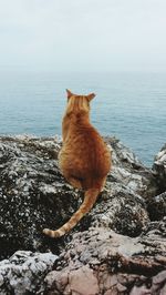 Rear view of cat on rock by sea against sky