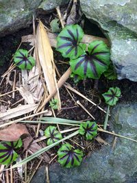 Plants growing in pond