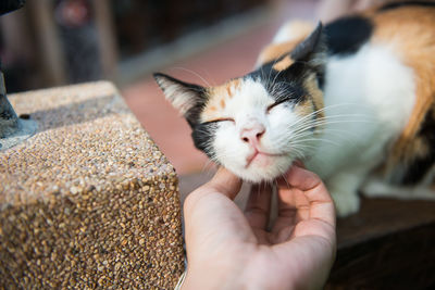 Close-up of hand with cat