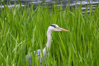 Heron in amidst reed's 