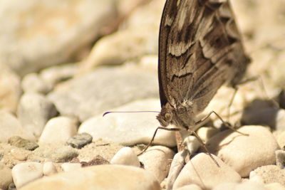 Close-up of butterfly on rock