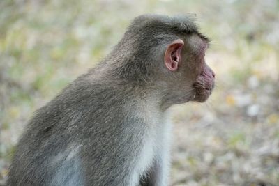 Close-up of woman looking away