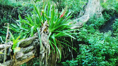 Plants growing in forest