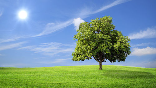 Tree on field against sky