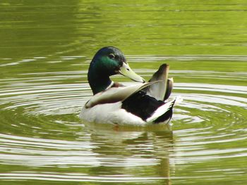 Close-up of duck swimming in lake