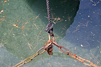 Trees in water