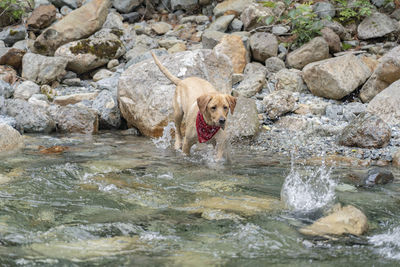 View of dog in water