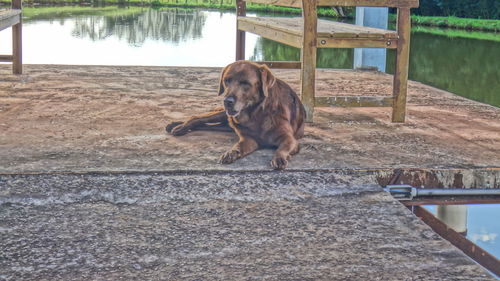 Dog sitting on footbridge