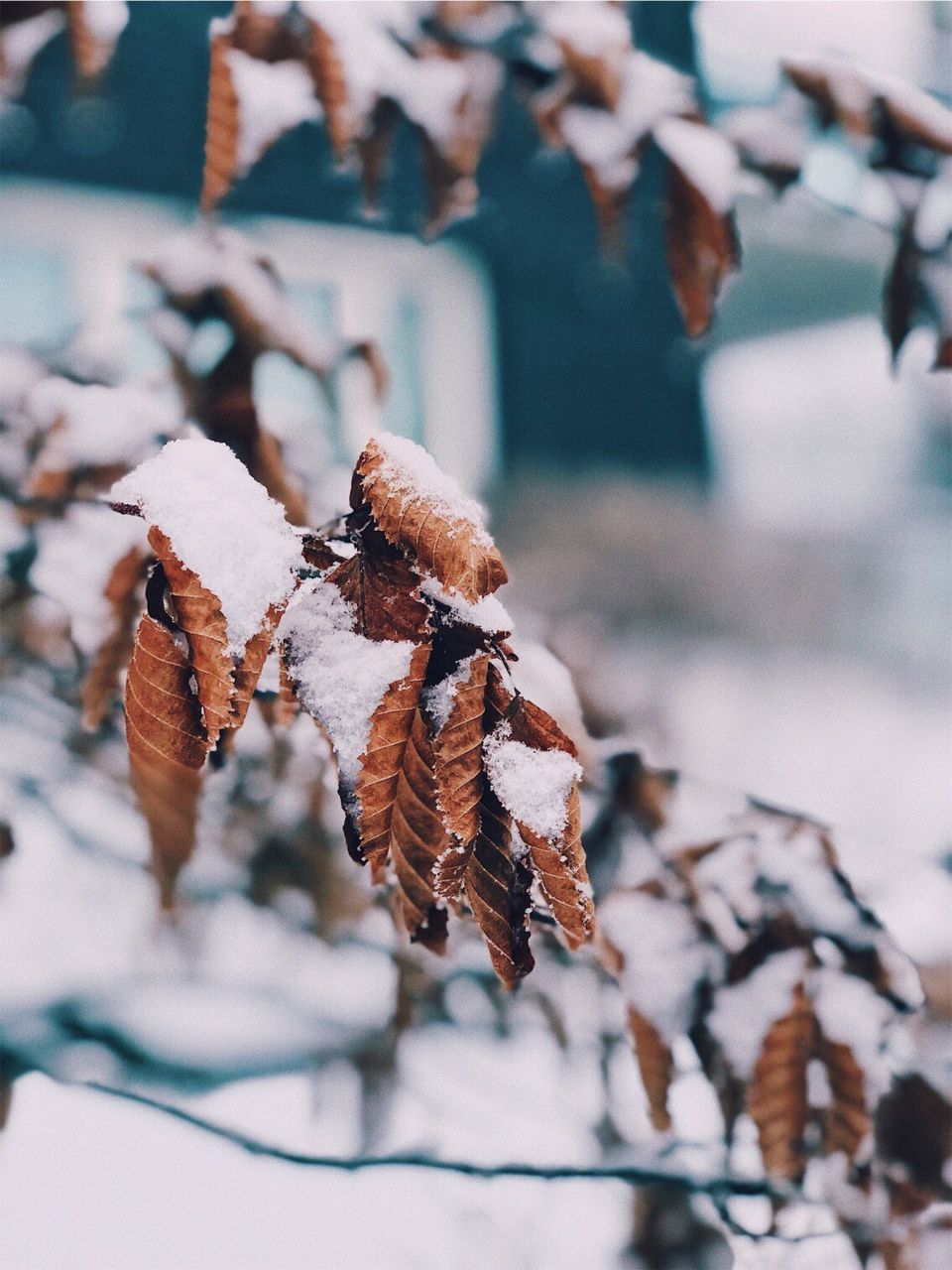 CLOSE-UP OF FROZEN LEAVES