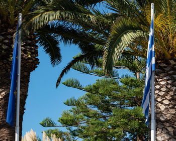 Low angle view of palm trees against blue sky