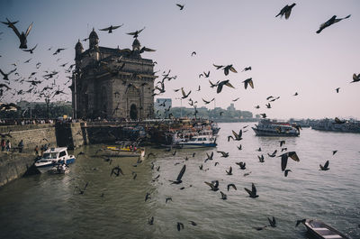 Birds flying over the sea