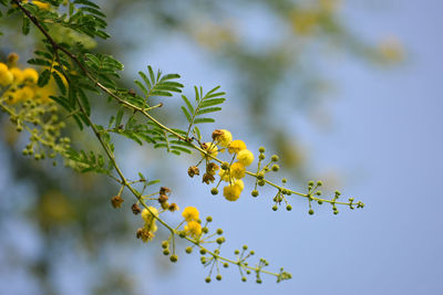 Low angle view of flowering plant against sky