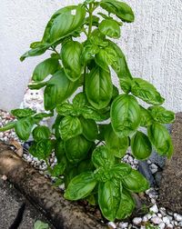 High angle view of plants