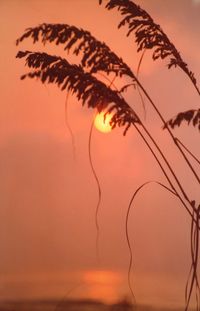 Silhouette of palm tree during sunset