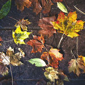 High angle view of maple leaves