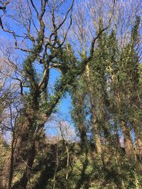 Low angle view of tree against sky