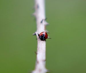 Close-up of ladybug on leaf