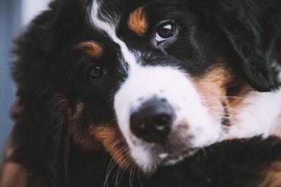 Close-up portrait of black dog