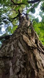 Low angle view of tree trunk