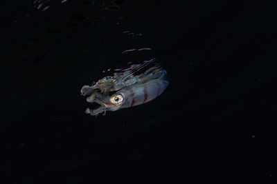 Close-up of fish swimming in sea