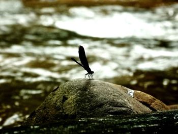 Close-up of bird on rock