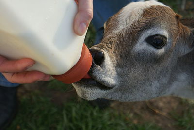 Cropped hand feeding cow at zoo