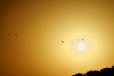 Silhouette birds flying against sky during sunset