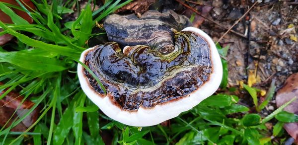Close-up of a turtle in the field