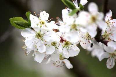 Close-up of cherry blossom