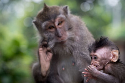 Portrait of young woman with monkey
